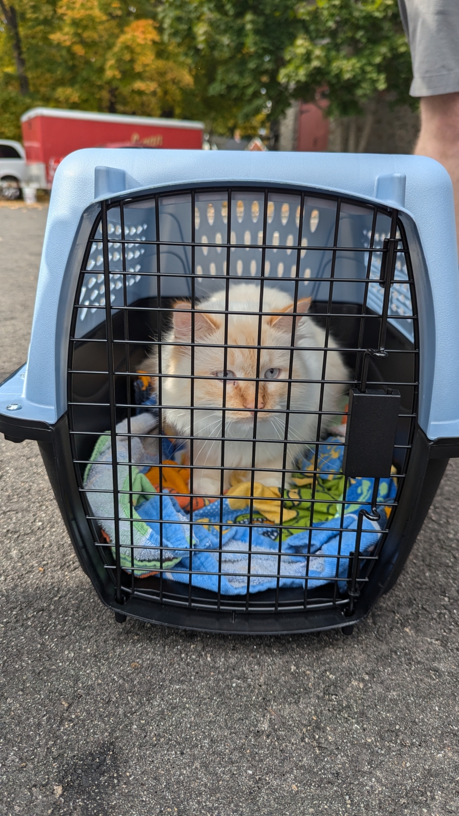 Cat in a carrier