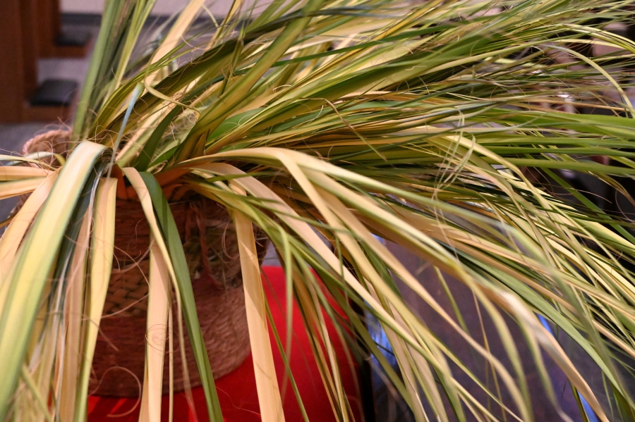 Palm branches