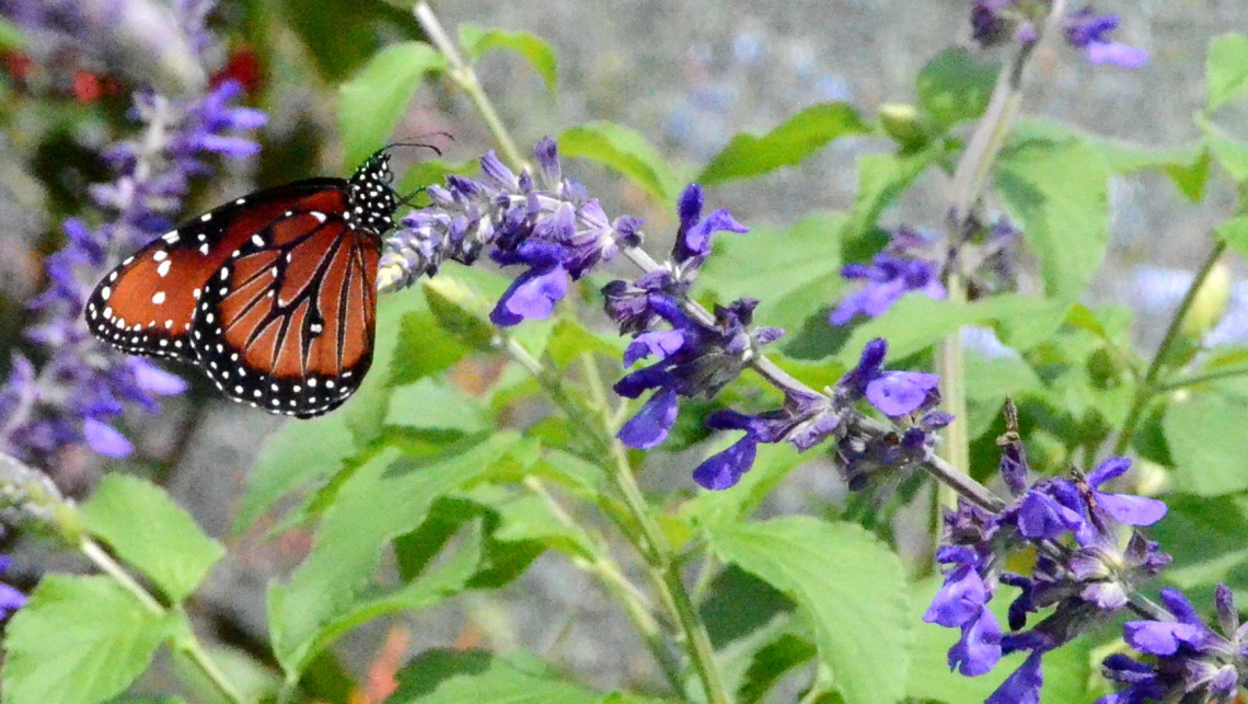 A monarch butterfly